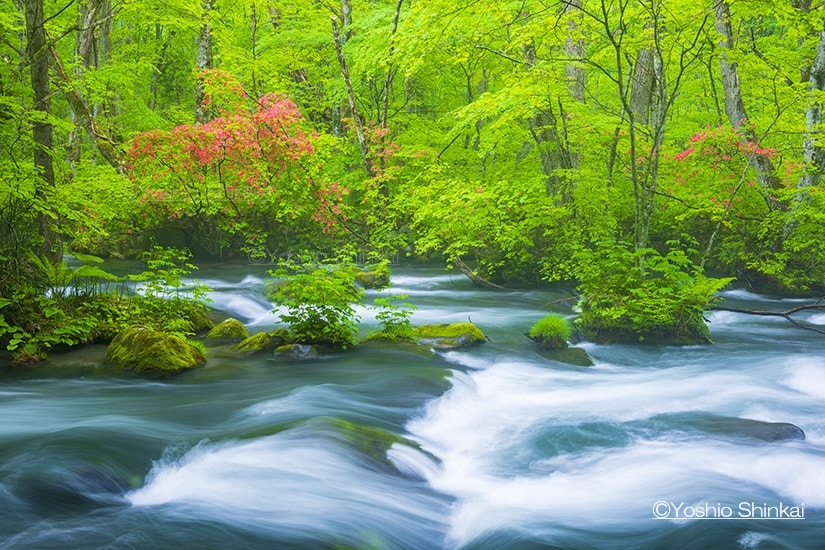 奥入瀬渓流