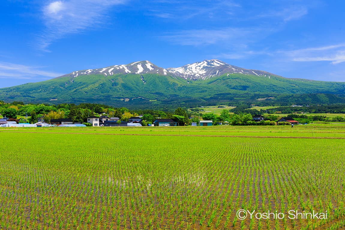 水田と鳥海山