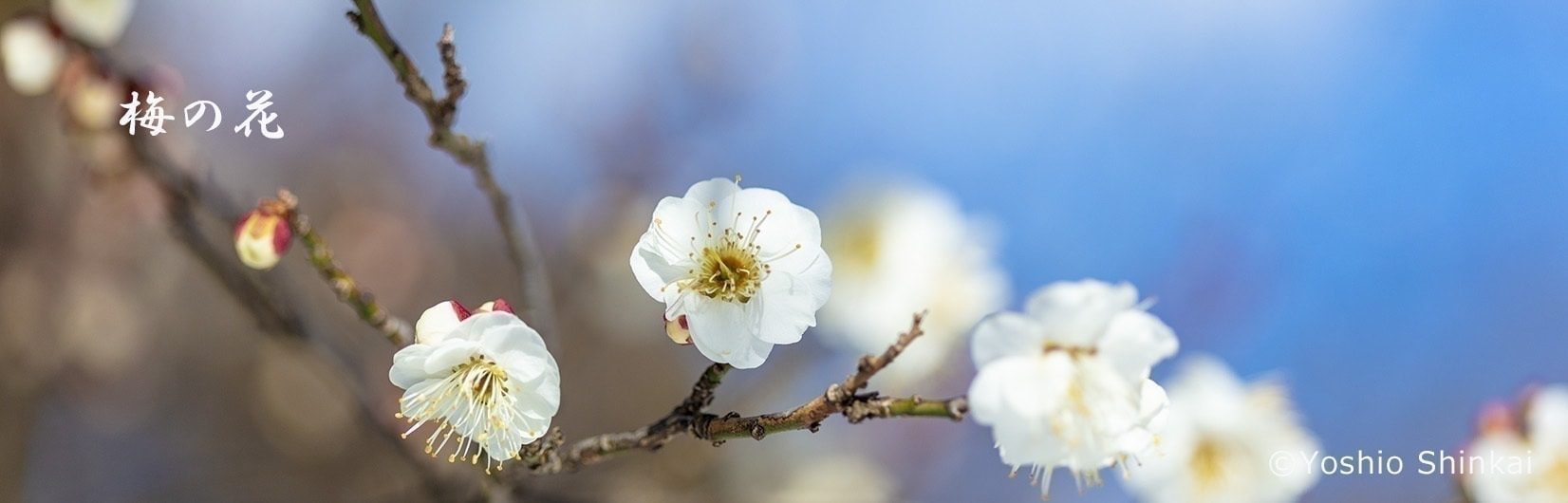 清楚に咲く白い梅