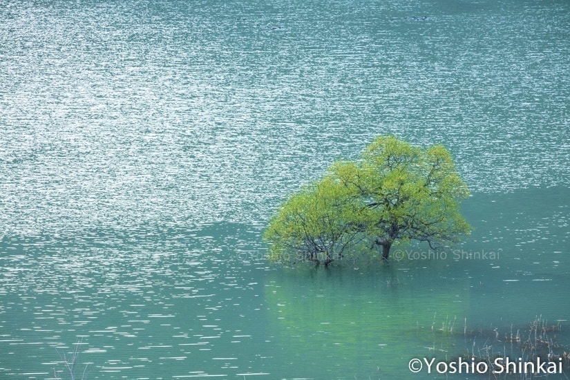 白水湖の水中木