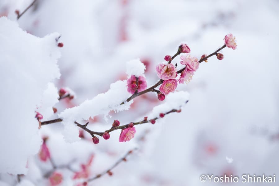 紅梅と雪