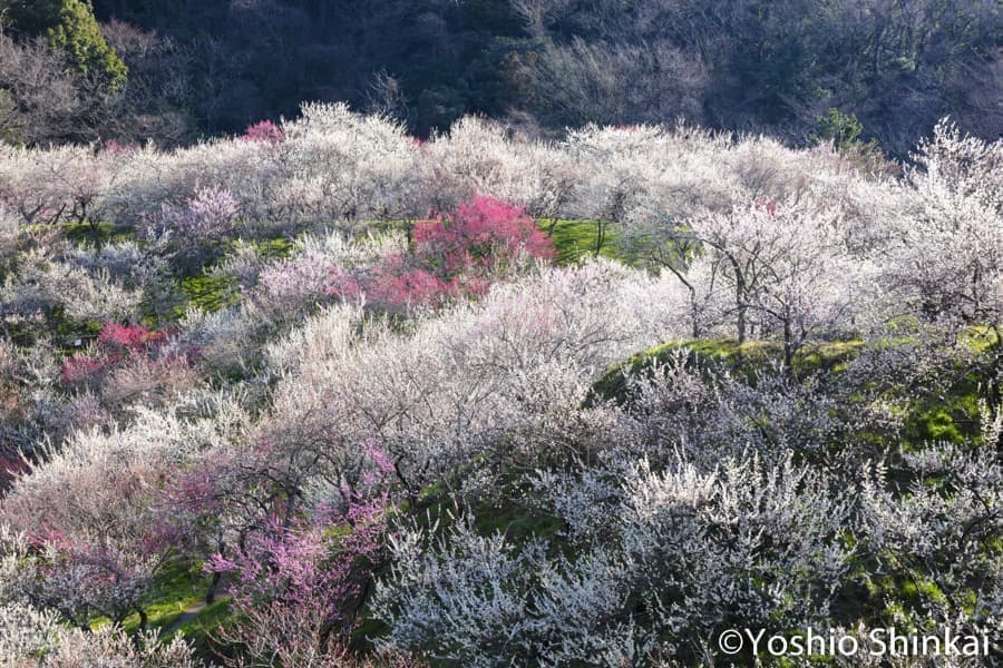 高尾梅郷