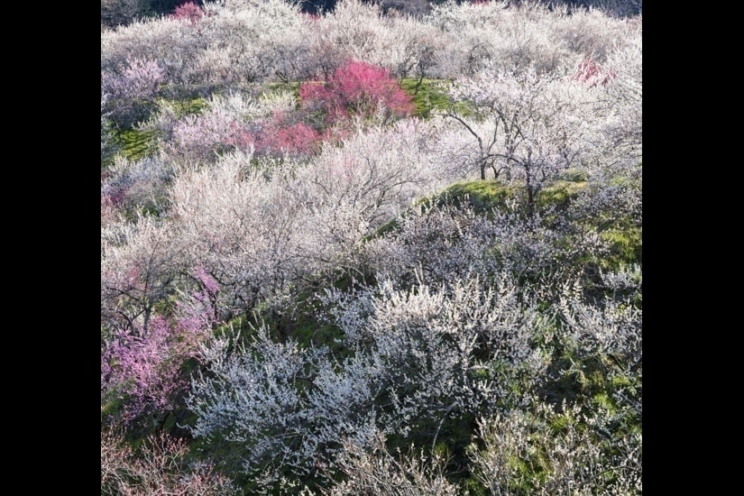 高尾梅郷