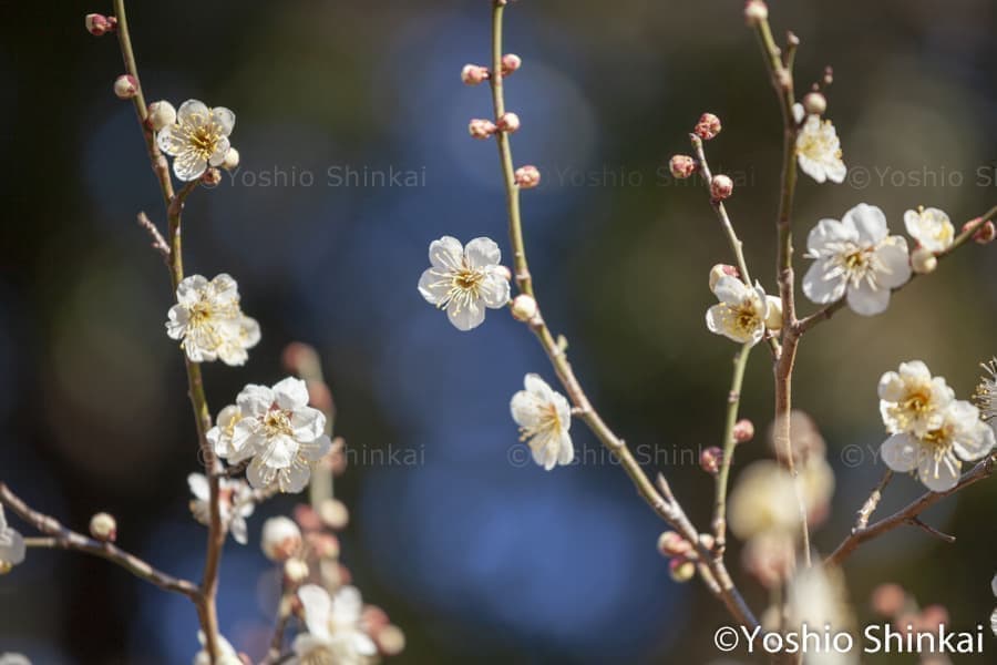 梅の花