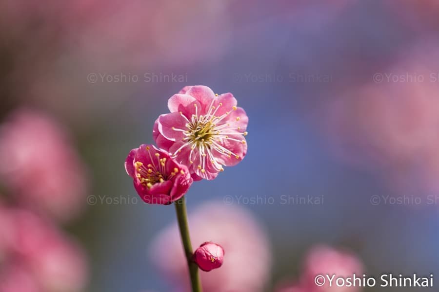 紅梅