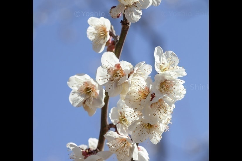 白梅