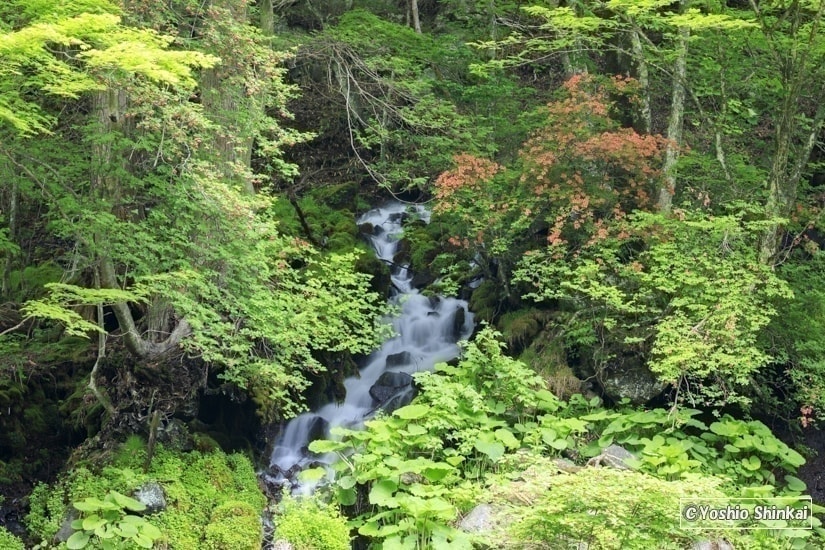 吐竜の滝