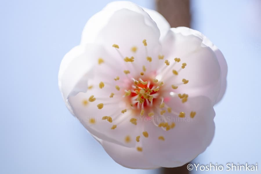 豊後梅