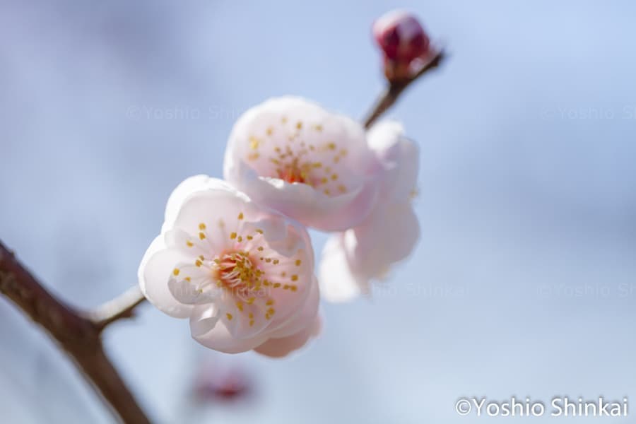 豊後梅
