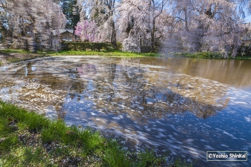 松本市　花筏