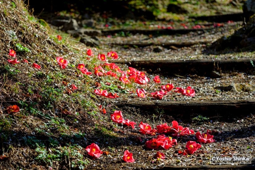 花のある風景 花のある風景