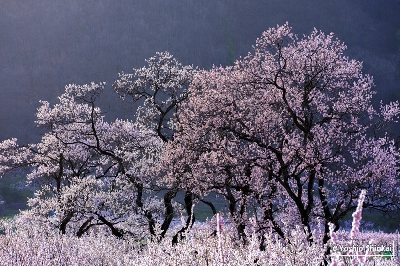 アンズの花