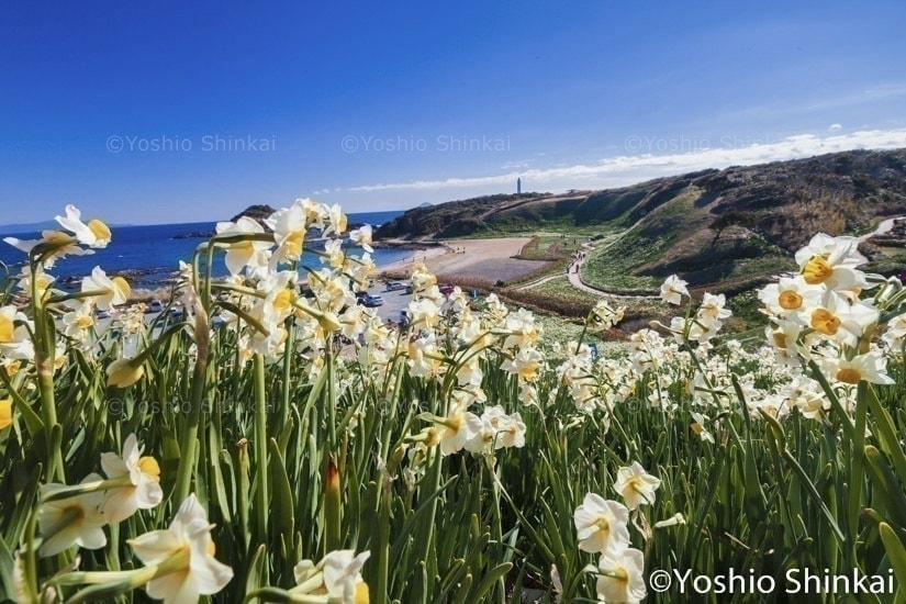 花のある風景 花のある風景