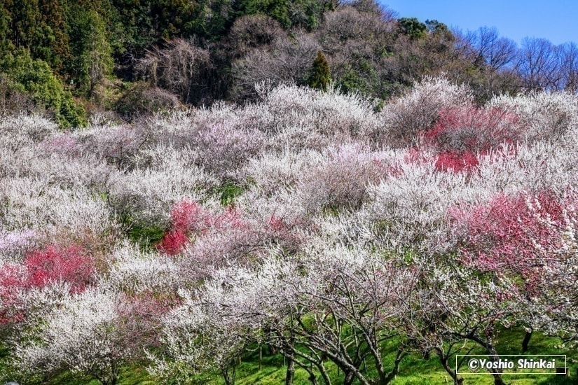 高尾梅郷