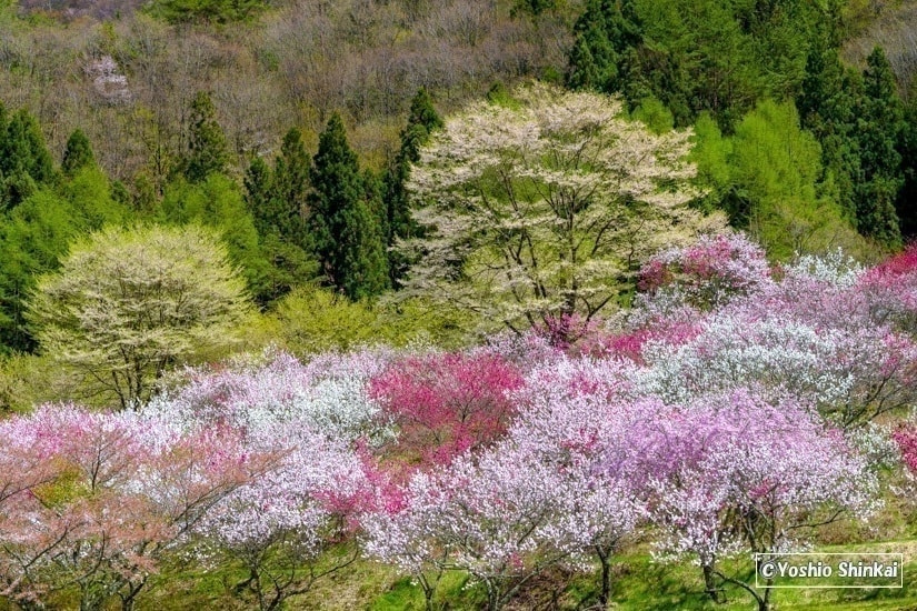 花桃の里