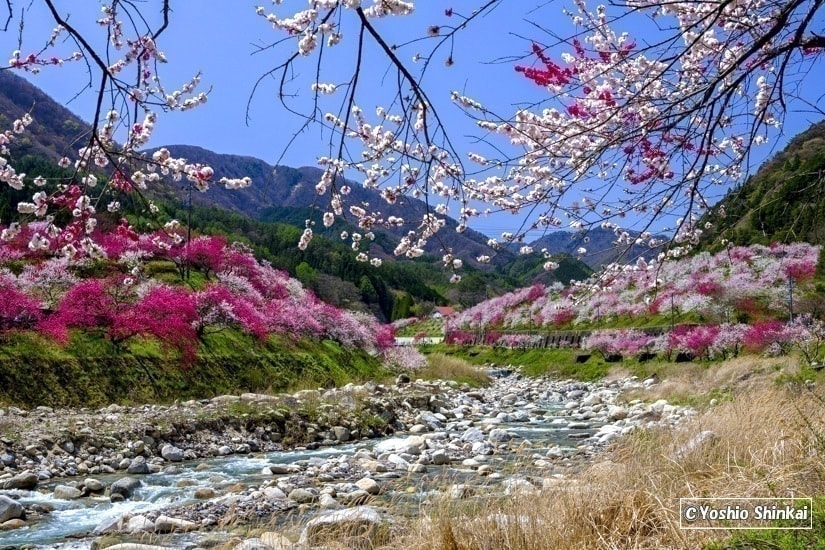 花桃の里