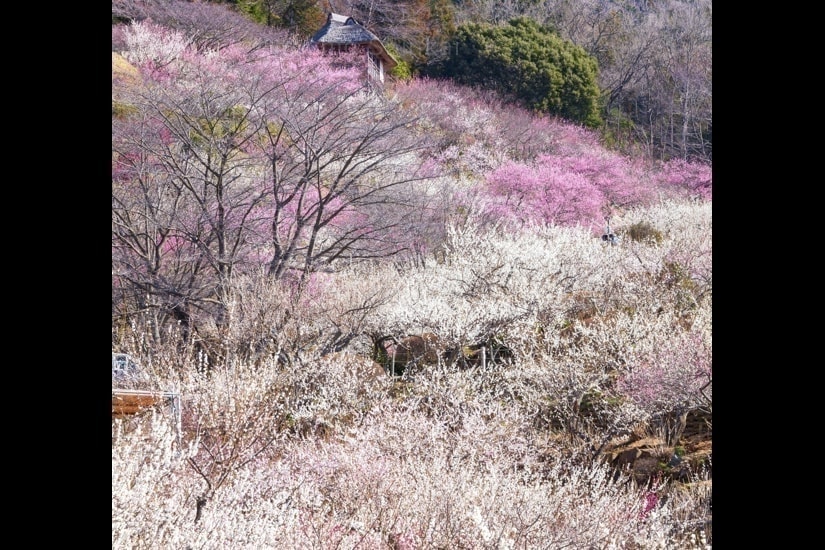 筑波山梅林