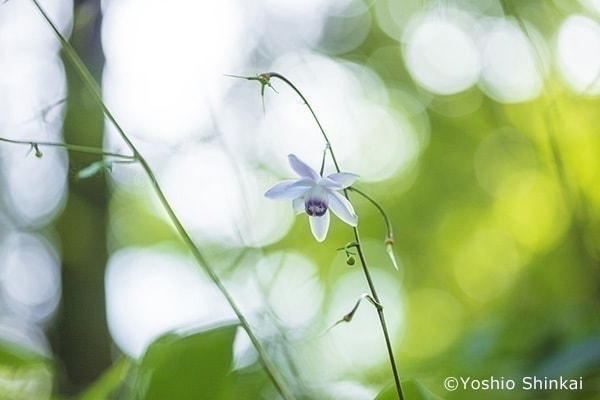 レンゲショウマの花