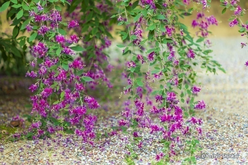 萩の花