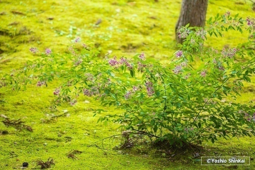 萩の花