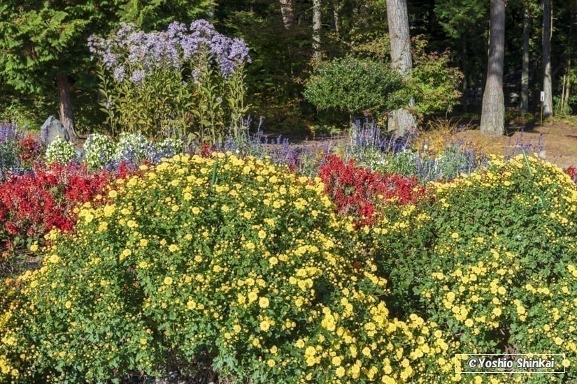 菊の花