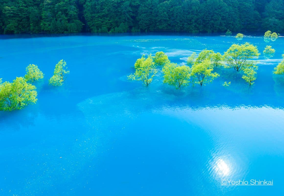 玉川の水中木