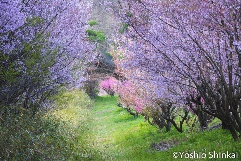 花桃咲く道