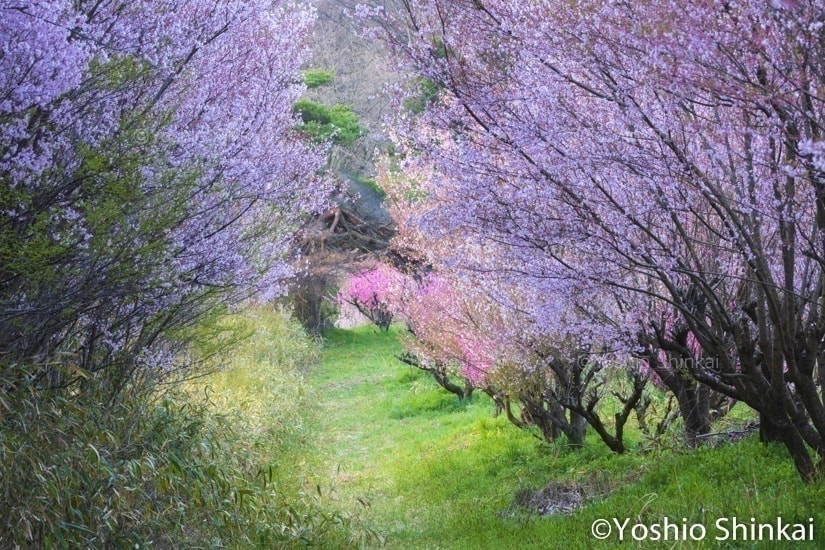 花のある風景