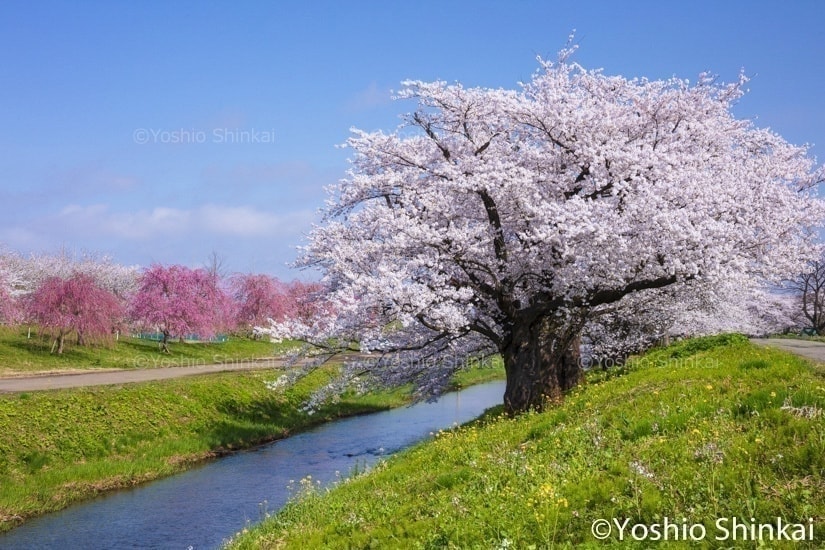 桜咲く馬渡川