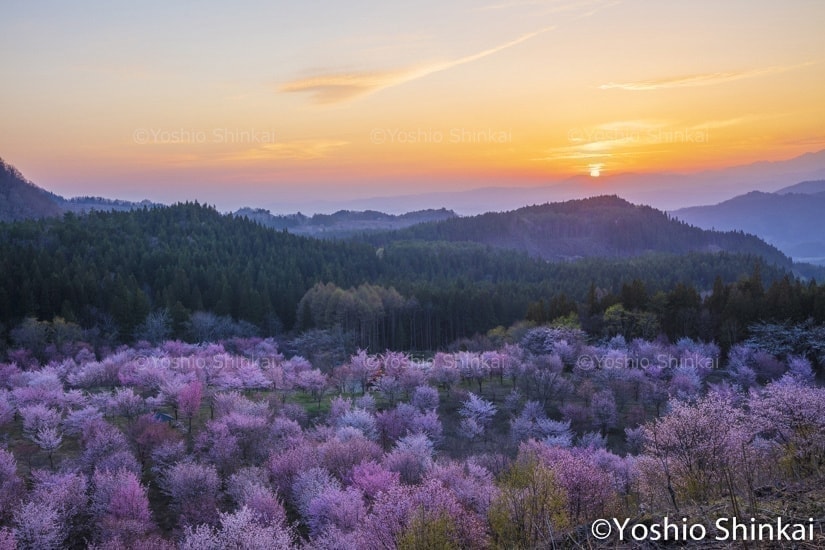 夕日と桜の群落